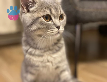 9 aylik Brtisih Oglumuza Gelin Hanim ariyoruz