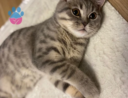 9 aylik Brtisih Oglumuza Gelin Hanim ariyoruz