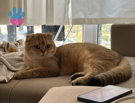 British Shorthair Dişi 1 Yaşında Eş Arıyor