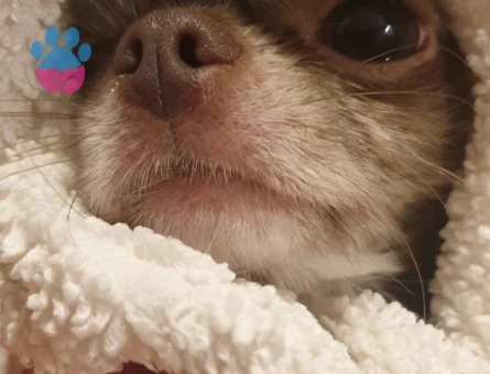Chihuahua Dİşi Köpeğime Eş Arıyorum Kızgınlıkta