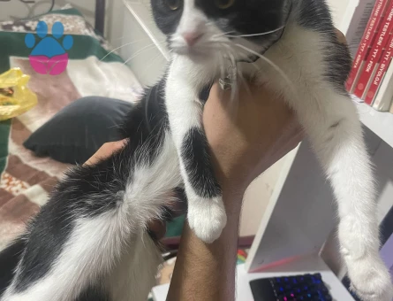 Scottish Fold Mimi Koca Arıyor