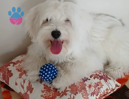 Maltese Terrier 1 Yaşında Erkek Köpeğime Eş Arıyorum