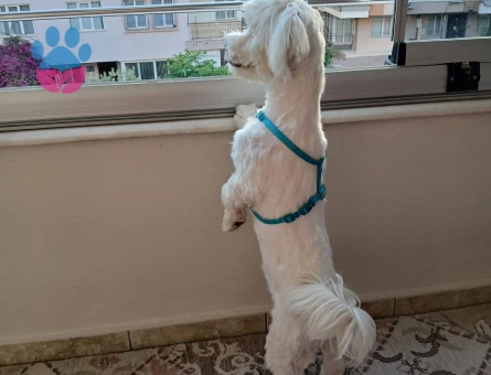 Maltese Terrier 1 Yaşında Erkek Köpeğime Eş Arıyorum