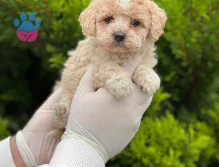 Minik boy büyümeyen Maltipo bebekler