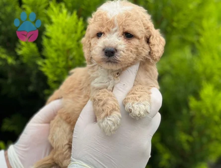 Minik boy büyümeyen Maltipo bebekler