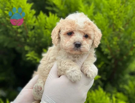 Minik boy büyümeyen Maltipo bebekler