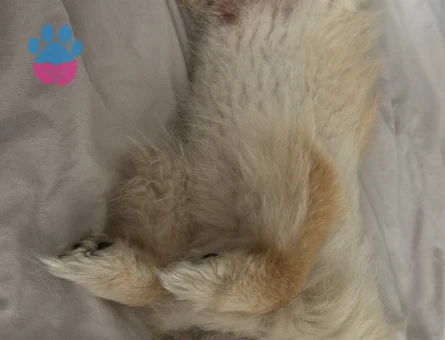 Pomerianımıza dişi arıyoruz.