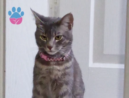 Gri tekir kedime eş arıyorum