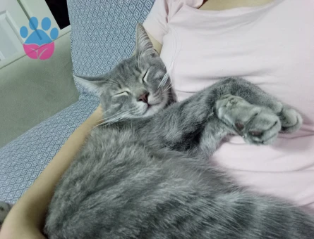 Gri tekir kedime eş arıyorum