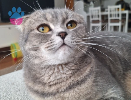 Scottish Prensesimize Eş Arıyoruz!