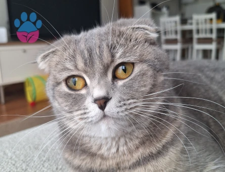 Scottish Prensesimize Eş Arıyoruz!