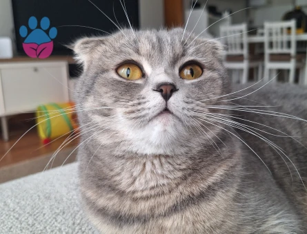 Scottish Prensesimize Eş Arıyoruz!