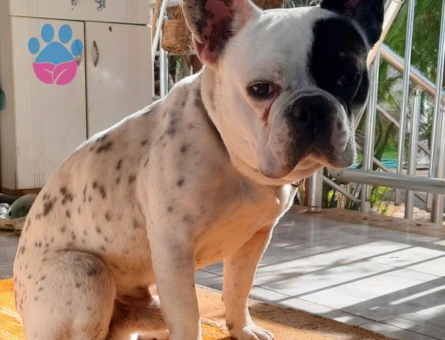 Korsan oğluma eş arıyorum DIŞI