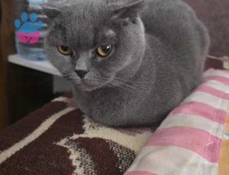 Scotish fold cinsi kedime erkek eş arıyorum