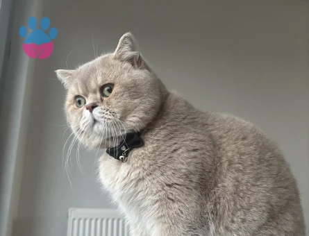 British Bluepoınt 11 Aylık Eş Arıyor