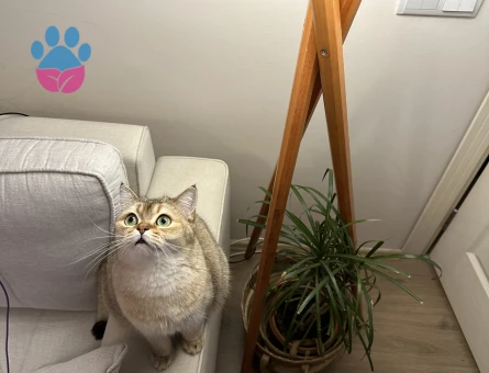 British Shorthair Jessie Eş Arıyor