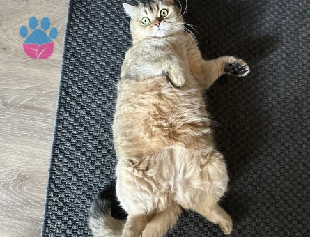 British Shorthair Jessie Eş Arıyor