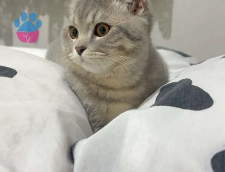 Scottish Straight 1 Yaşında Eş Arıyor