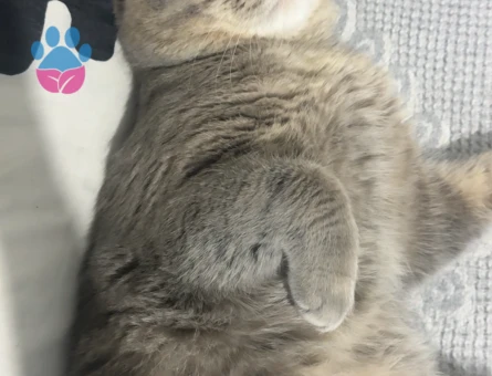 Scottish Straight 1 Yaşında Eş Arıyor