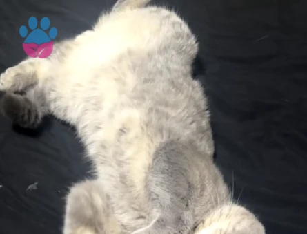 Scottish Straight 1 Yaşında Eş Arıyor