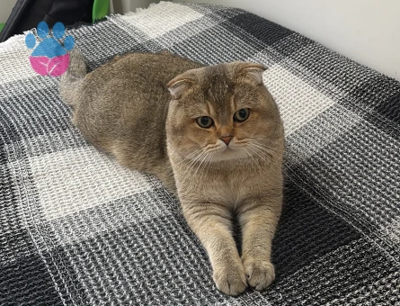 Yakişikli oglumuza gelin ariyoruz