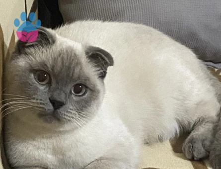 Scottish Fold dişi kedime British Shorthair erkek arıyorum.