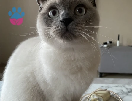 Scottish Fold dişi kedime British Shorthair erkek arıyorum.