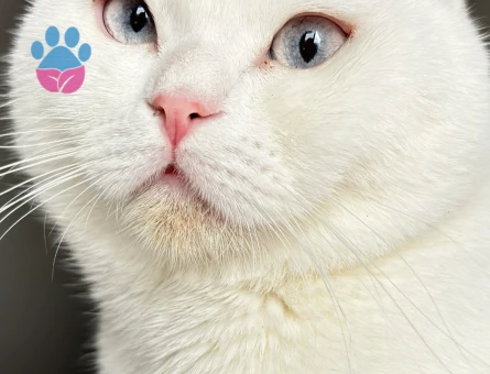 Scottish Fold  1 Yaşında Kedim Eş Arıyor