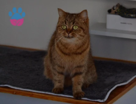 British Longhair Kızgınlıkta Dişi Kedime Eş Arıyorum