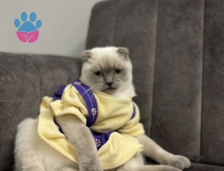 Scottish Blue Point Kızıma Eş Arıyorum