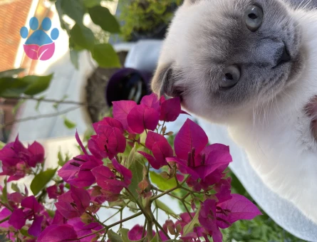 Scottish Blue Point Kızıma Eş Arıyorum