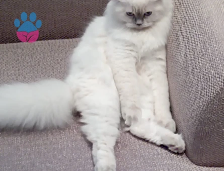 Scottish Fold Kızıma Eş Arıyorum