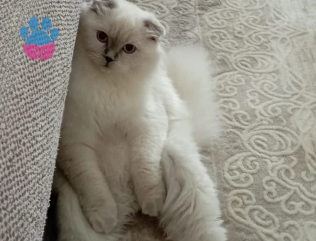 Scottish Fold Kızıma Eş Arıyorum