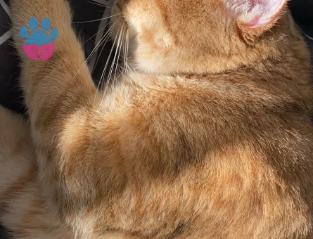 British Shorthair 1 Yaşında Kedim Eş Arıyor