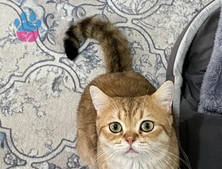 British Shorthair 1 Yaşında Kedim Eş Arıyor