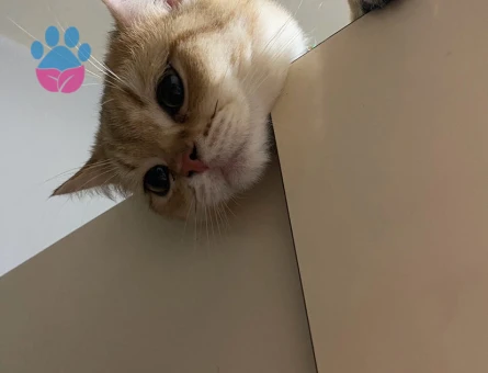 British Shorthair 1 Yaşında Kedim Eş Arıyor