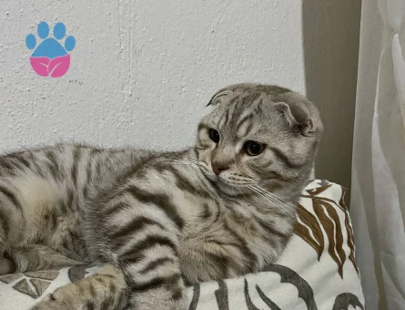 Scottish 7 aylık erkek