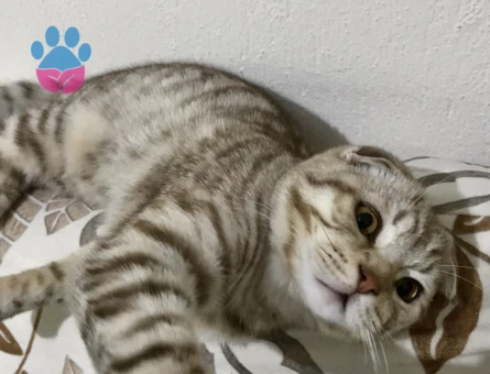 Scottish 7 aylık erkek