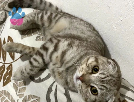 Scottish 7 aylık erkek