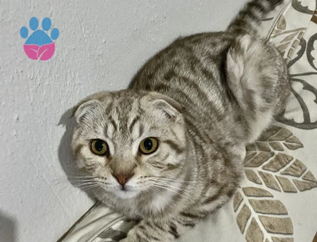 Scottish 7 aylık erkek