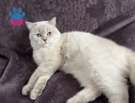 Erkek British Long Hair uysal kedime gelin arıyorum