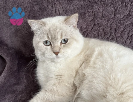 Erkek British Long Hair uysal kedime gelin arıyorum