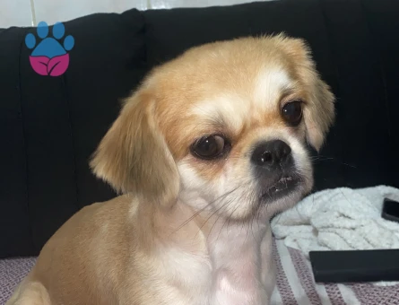 Pekinez dişi eş aranıyor