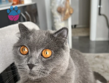 British Shorthair Güzeller Güzeli Kızıma Eş Arıyorum