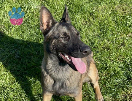 Belçika Kurdu malinois Dişi 1 yaşında Eş aranıyor