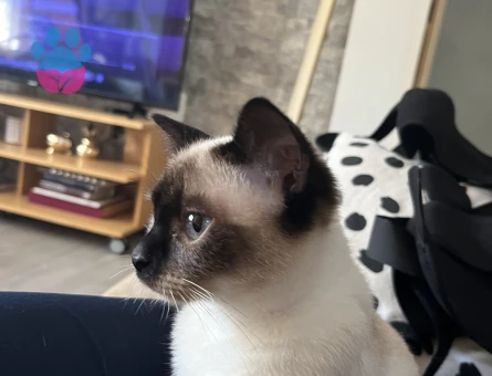 Siyam Kedime Eş Arıyorum