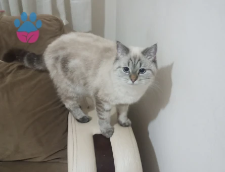 Dişi kedimize eş arıyoruz