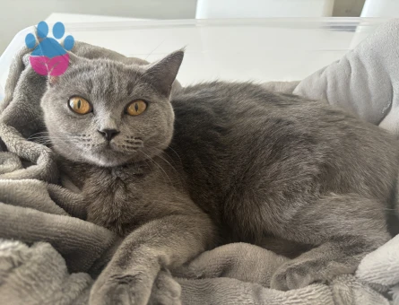 British Shorthair 1 Yaşında Eş Arıyorum