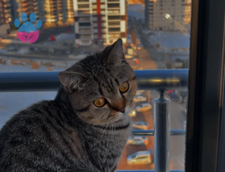 British Longhair Kedim Eş Arıyor