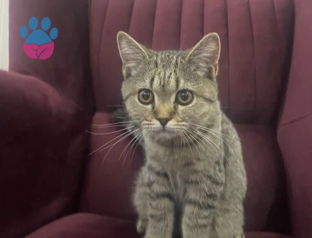 British Longhair Kedim Eş Arıyor